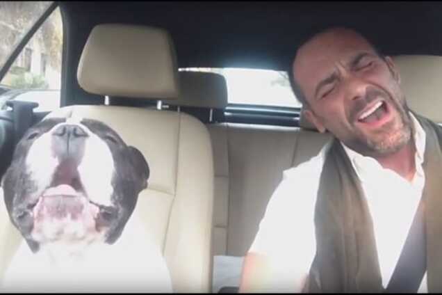 Когда музыкальные вкусы совпадают: пес с хозяином 'спели' песню Рианны