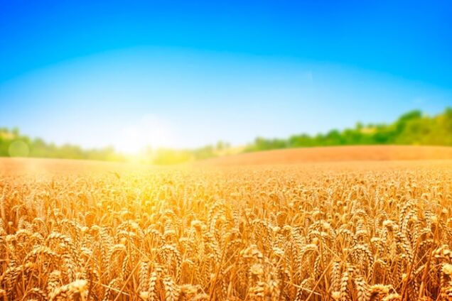 Рік на посаді Міністра аграрної політики та продовольства України