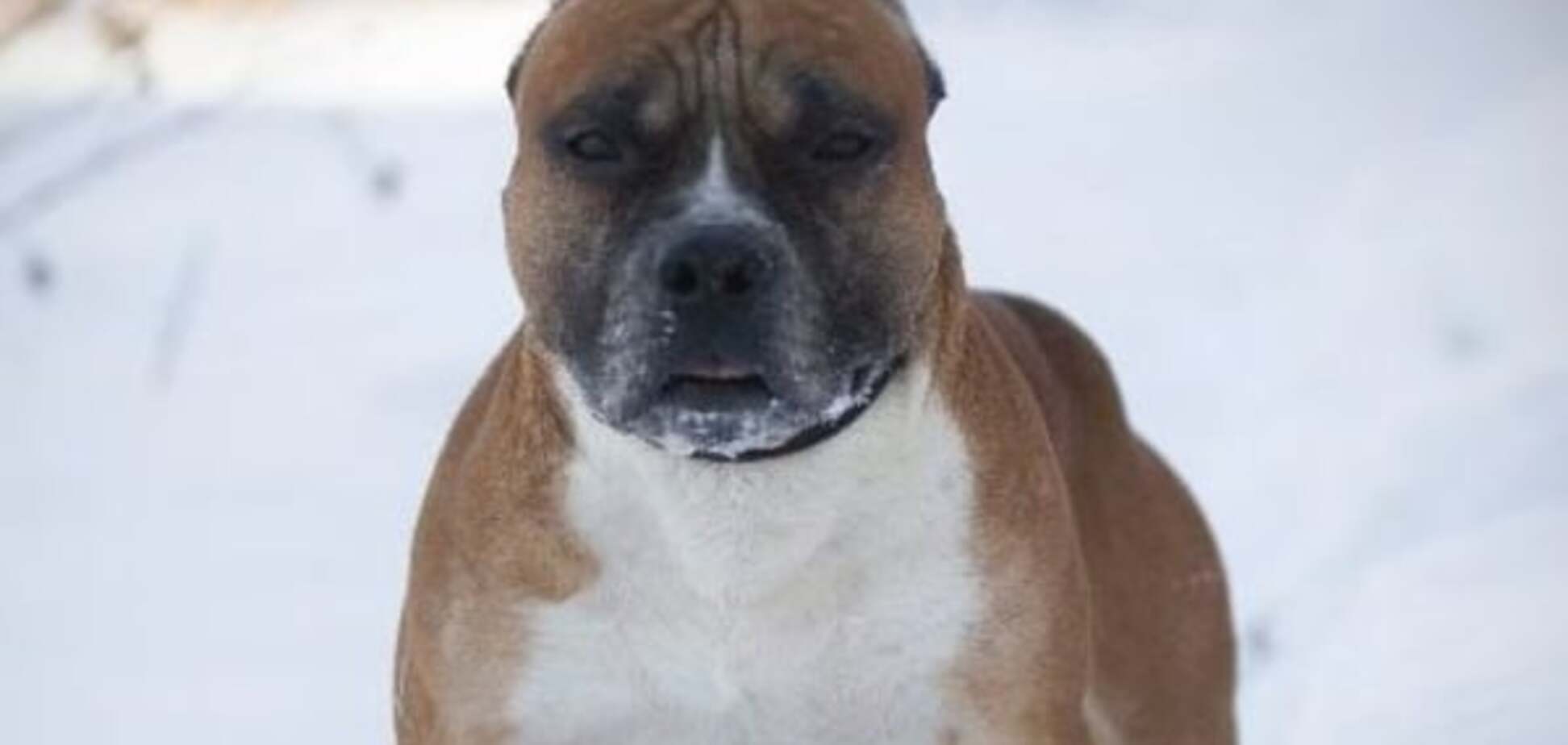 На Киевщине бездомная бойцовская собака напала на девочку