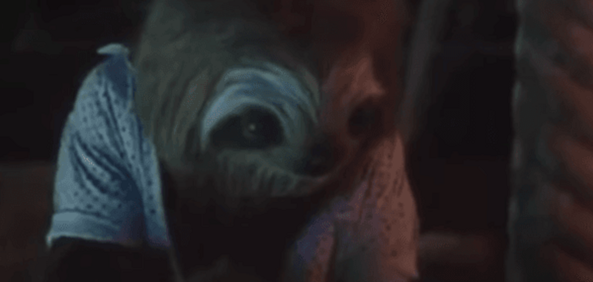 Сеть возмутил ролик против марихуаны с участием слишком милого ленивца