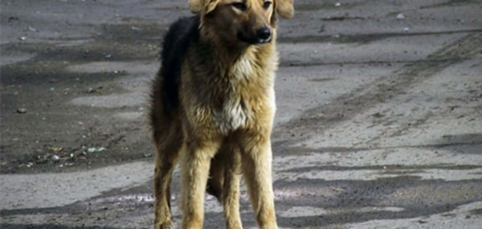 В Полтаве бездомная собака спасла студентку от верной гибели