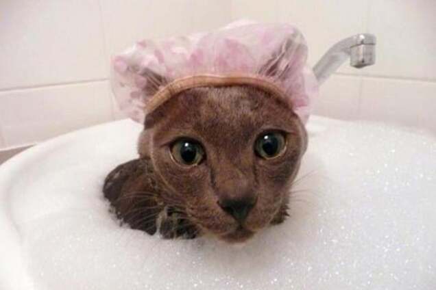 'Неправильные' коты, которые просто обожают воду: забавная подборка