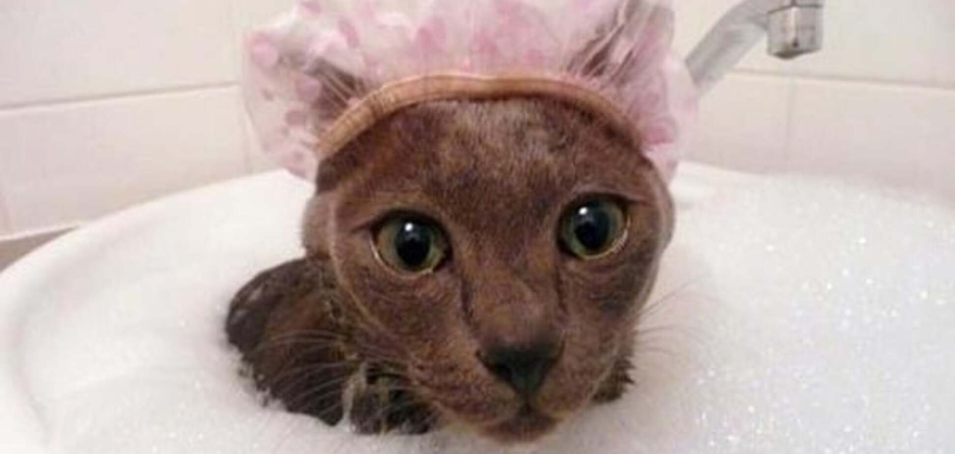 'Неправильные' коты, которые просто обожают воду: забавная подборка