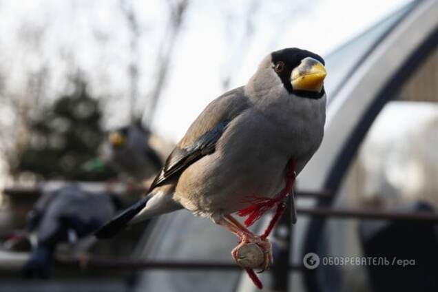 Ученые раскрыли тайну 'вечно молодых' птиц