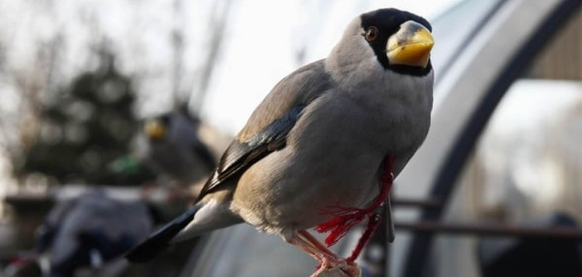 Ученые раскрыли тайну 'вечно молодых' птиц