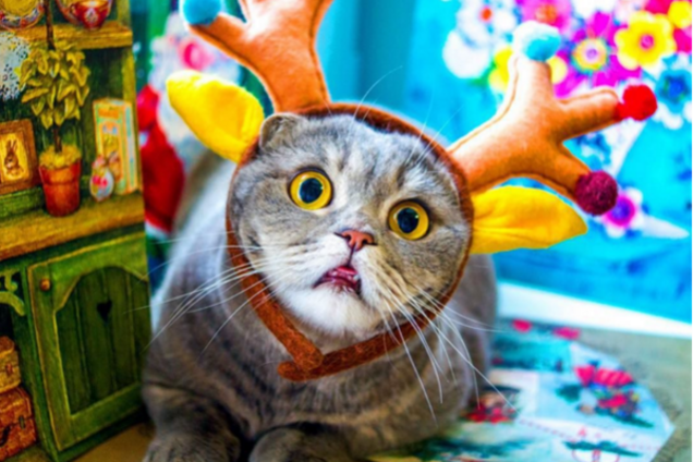 Рождественская фотосессия кошки стала хитом сети