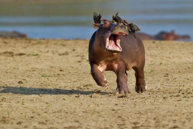 Лучшие фото дикой природы, которые рассмешили интернет в 2015 году