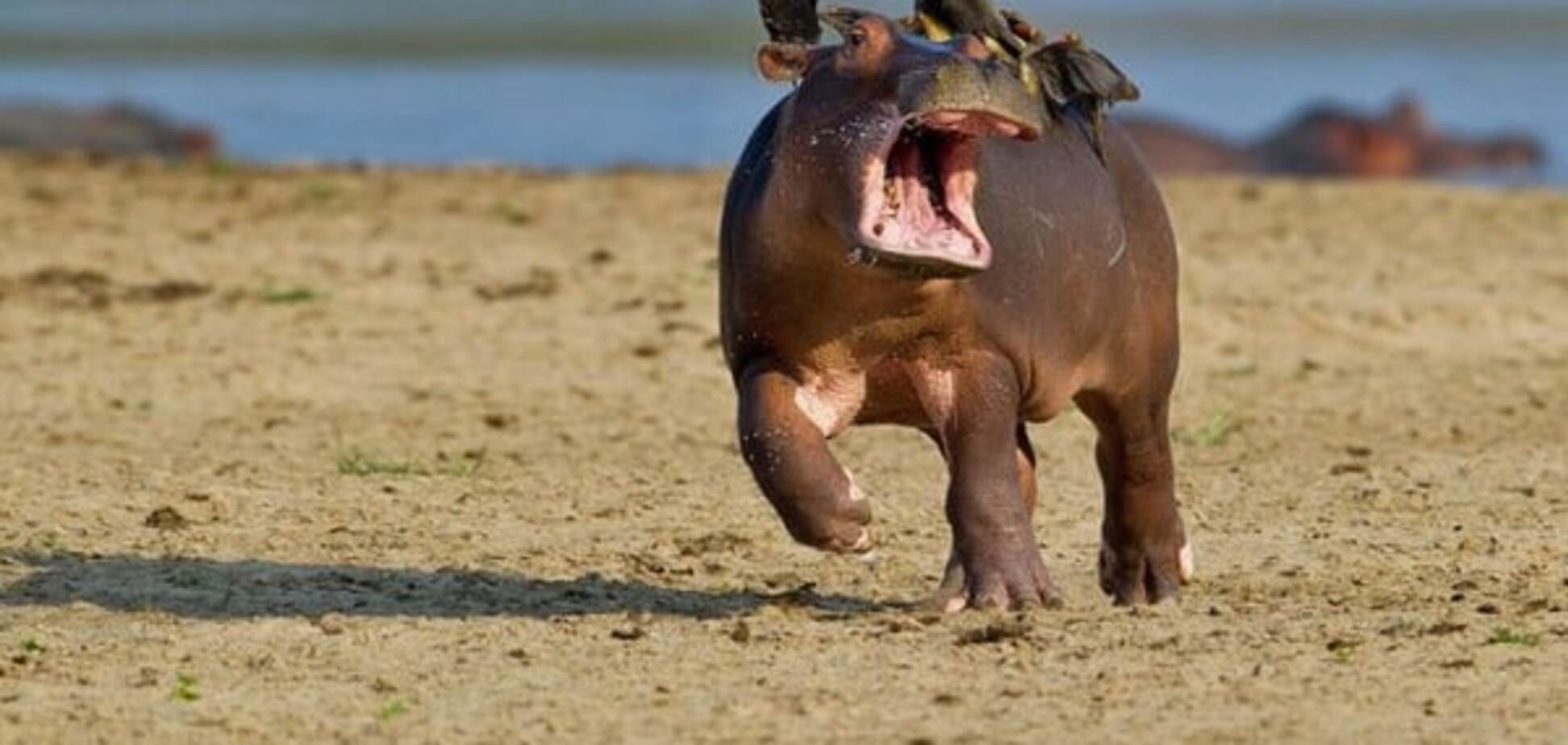 Лучшие фото дикой природы, которые рассмешили интернет в 2015 году