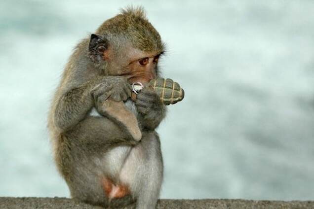 Забавная обезьянка: соцсети высмеяли Соболева с гранатой