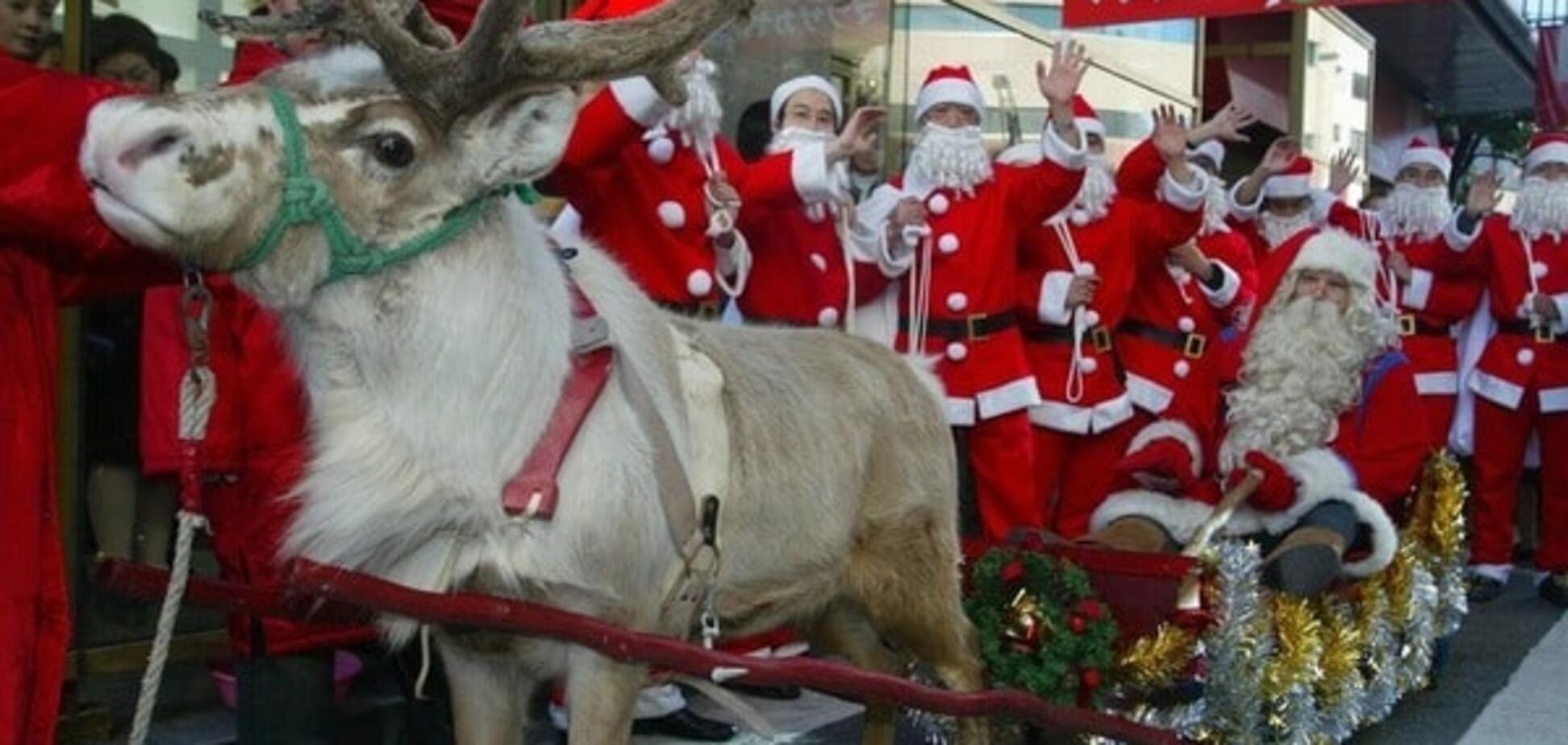 Вчені розкрили основну загадку оленів Санта-Клауса