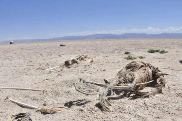 Ученые: гибель тропических животных уничтожит климат Земли