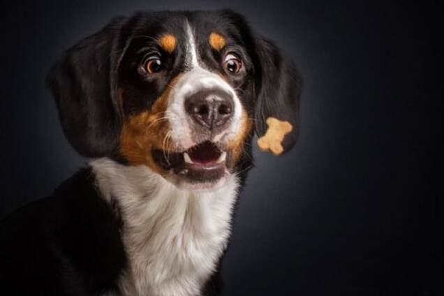 Голодные псы: сеть покорили эмоциональные фото собак