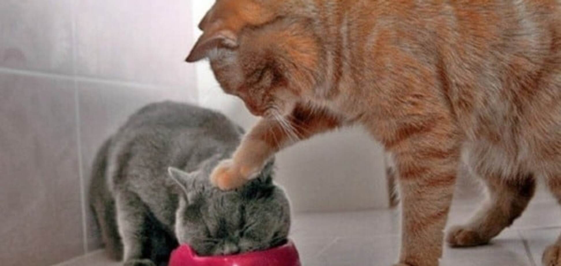 Сеть покорили фото котов, сделанные в самый нужный момент