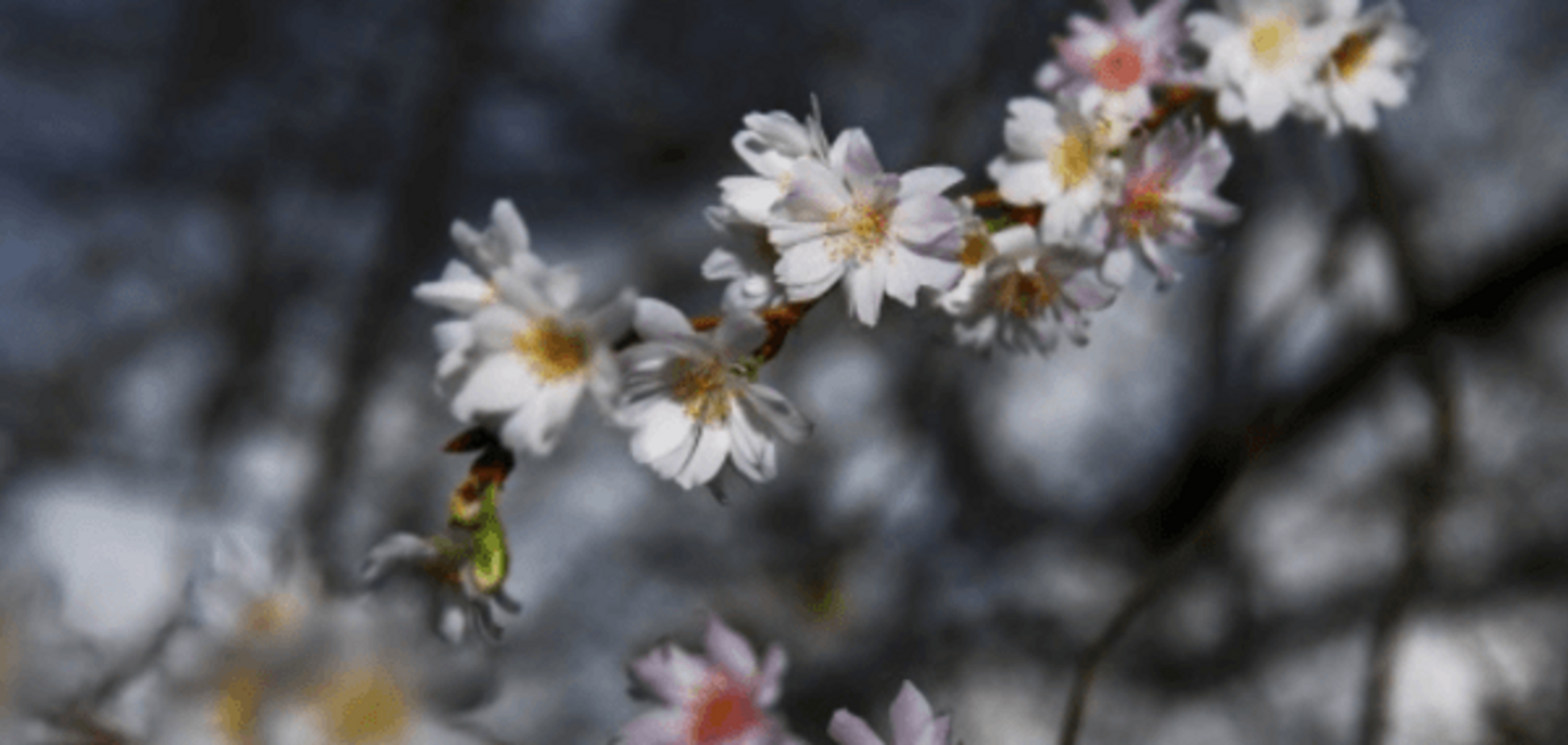 У Німеччині серед зими розцвіла сакура: опубліковані фото