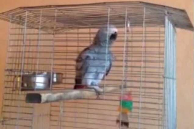 'Шахтар' - чемпіон!' У мережі з'явилося курйозне відео папуги