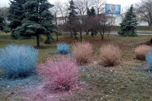 В Киеве накануне Нового года покрасили кусты: фотофакт