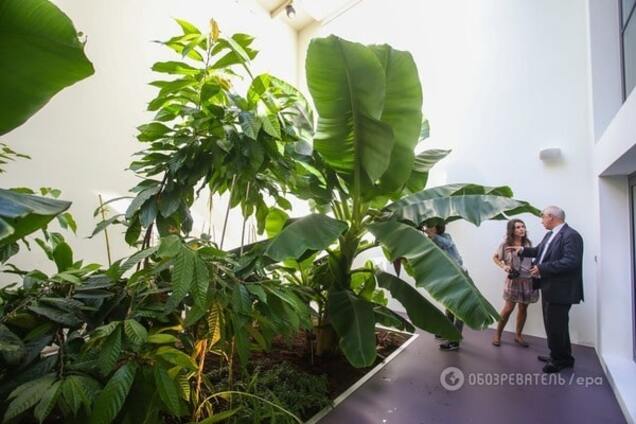 Ученых поразили 'ходячие' деревья из жарких тропиков