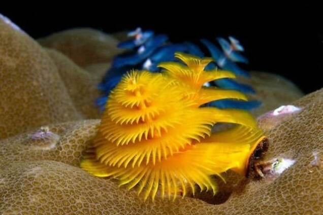 Потрясающие фото морского червяка, похожего на новогоднюю елку