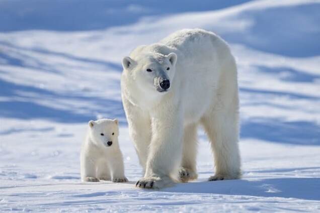 Мама, они убили их: в России медведведице скормили файер