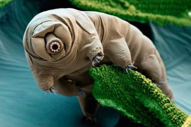 Ученые раскрыли секрет выживания 'бессмертного' земного существа