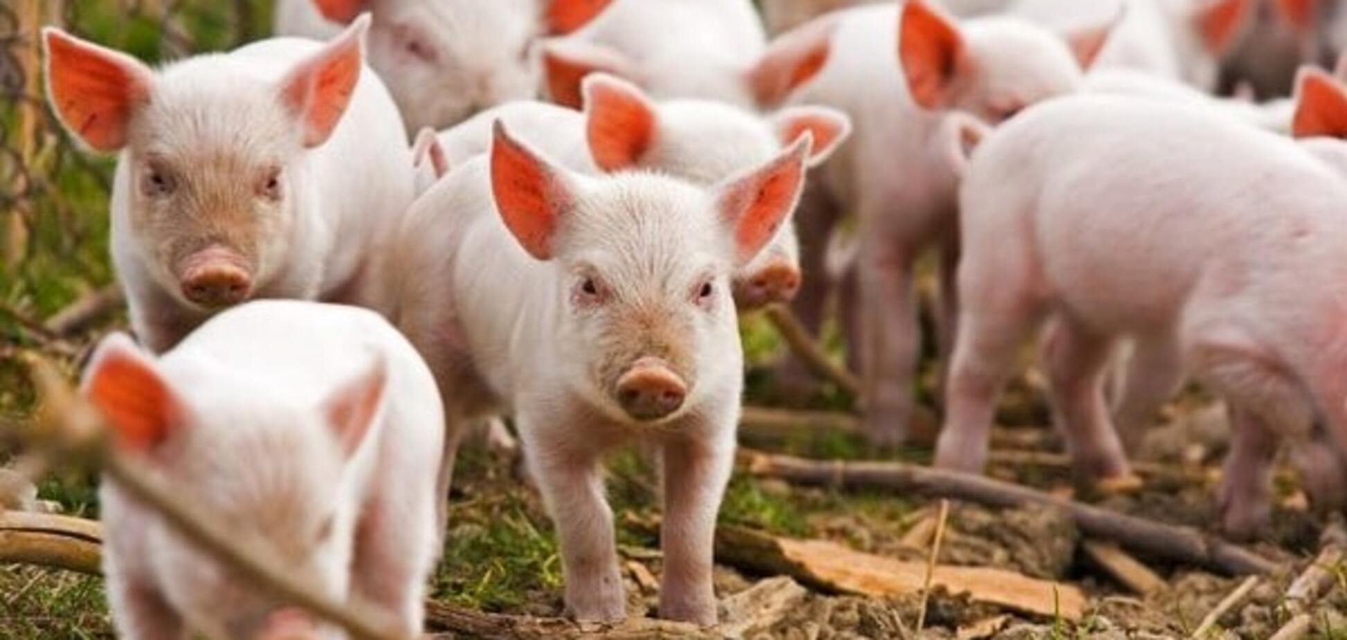 Підклали свиню: Росія заборонила м'ясну продукцію з України