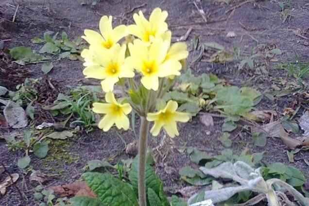 В Киеве в декабре зацвели весенние цветы: фотофакт