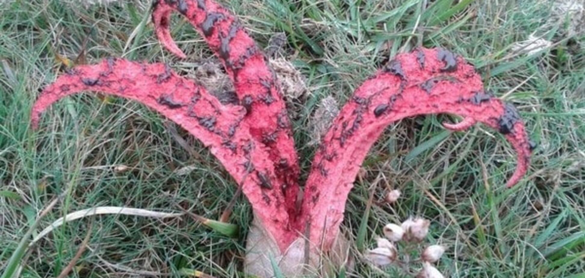 Сеть взорвало отвратительное видео гриба, который вылупляется из 'инопланетного яйца'