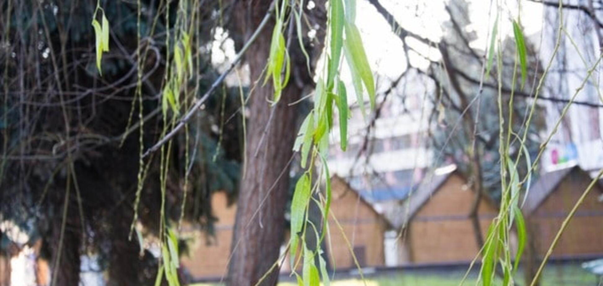 Под Новый год в Ивано-Франковске на деревьях появилась зеленая листва: опубликованы фото