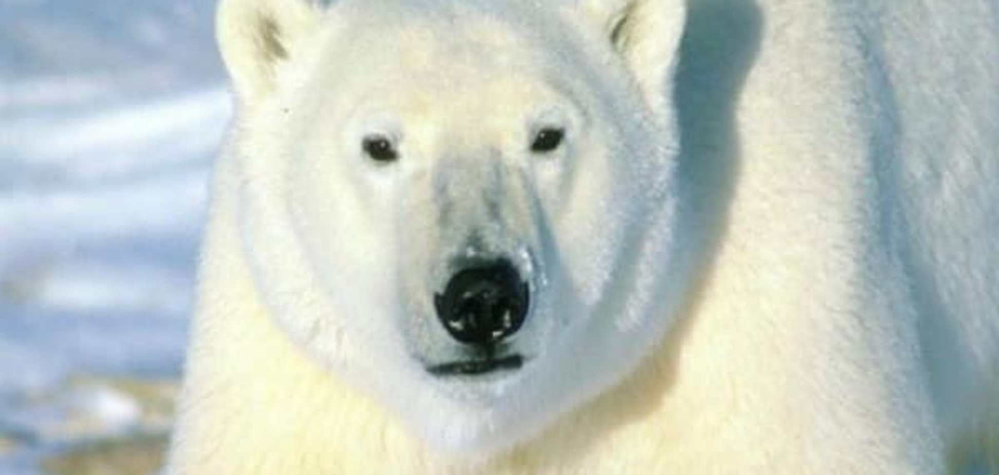 Штраф у $250: у Росії WWF виправдав кухаря, який підірвав ведмедицю