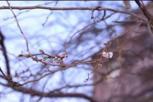 'Думает, что весна': в Мукачево к Новому году расцвела сакура. Видеофакт