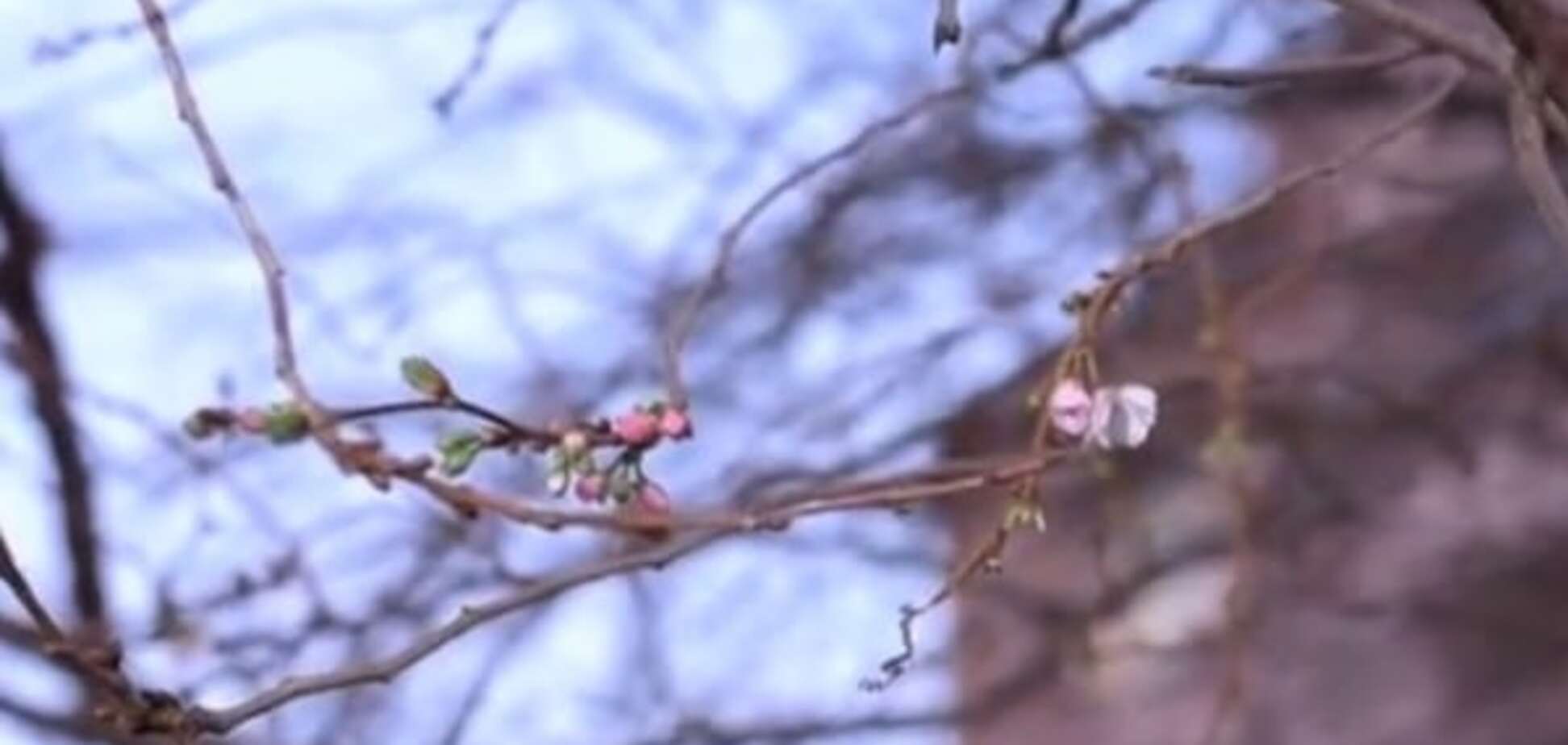 'Думает, что весна': в Мукачево к Новому году расцвела сакура. Видеофакт
