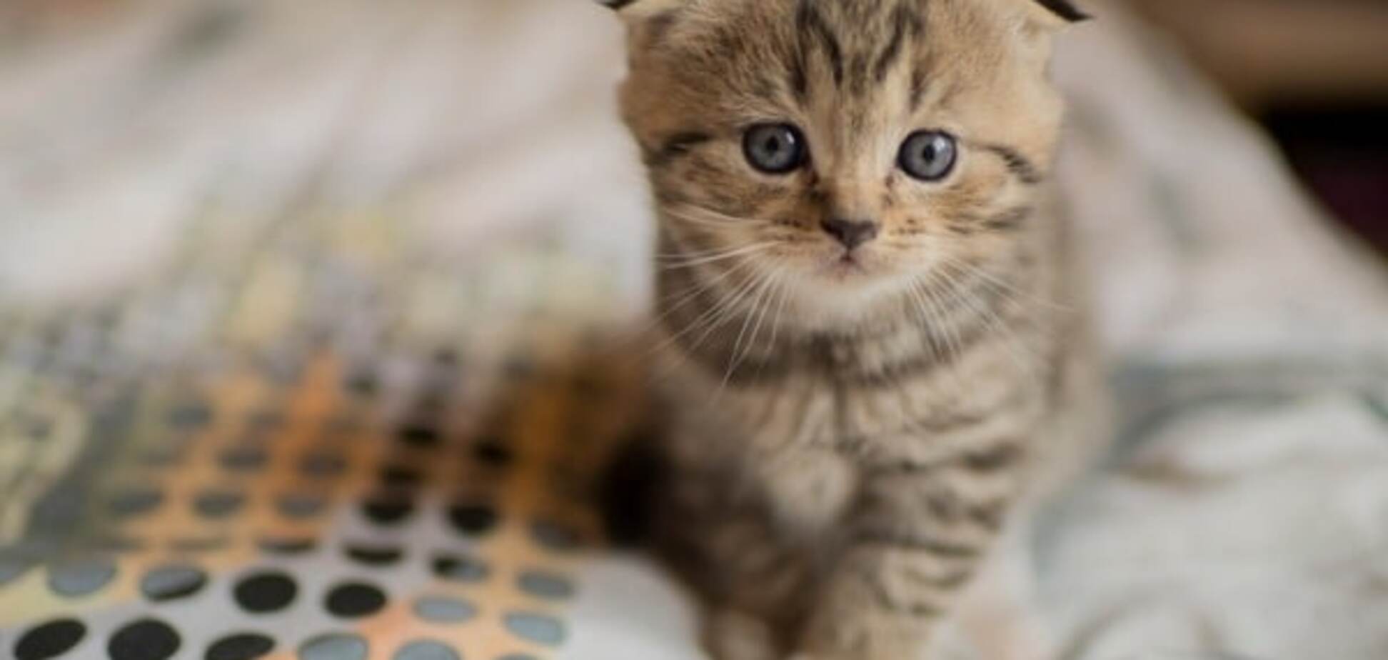Пушистые малыши: милые фото котят, которым исполнился месяц 