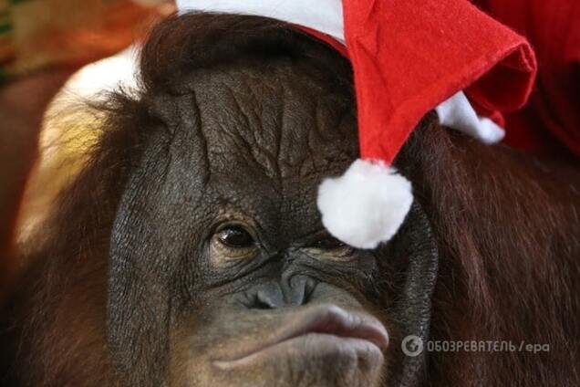 Як у зоопарках привітали тварин із Різдвом: фото щасливих звірів