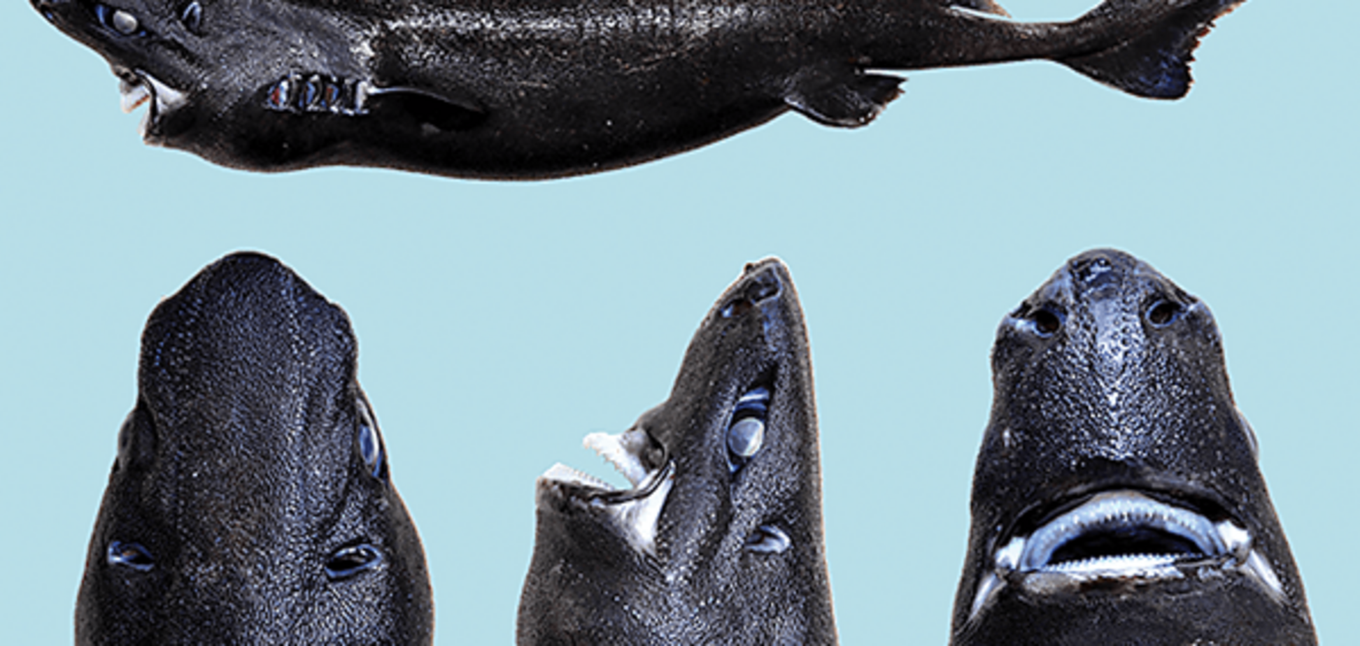 Ученые выловили в океане чудовище, светящее в темноте: фотофакт