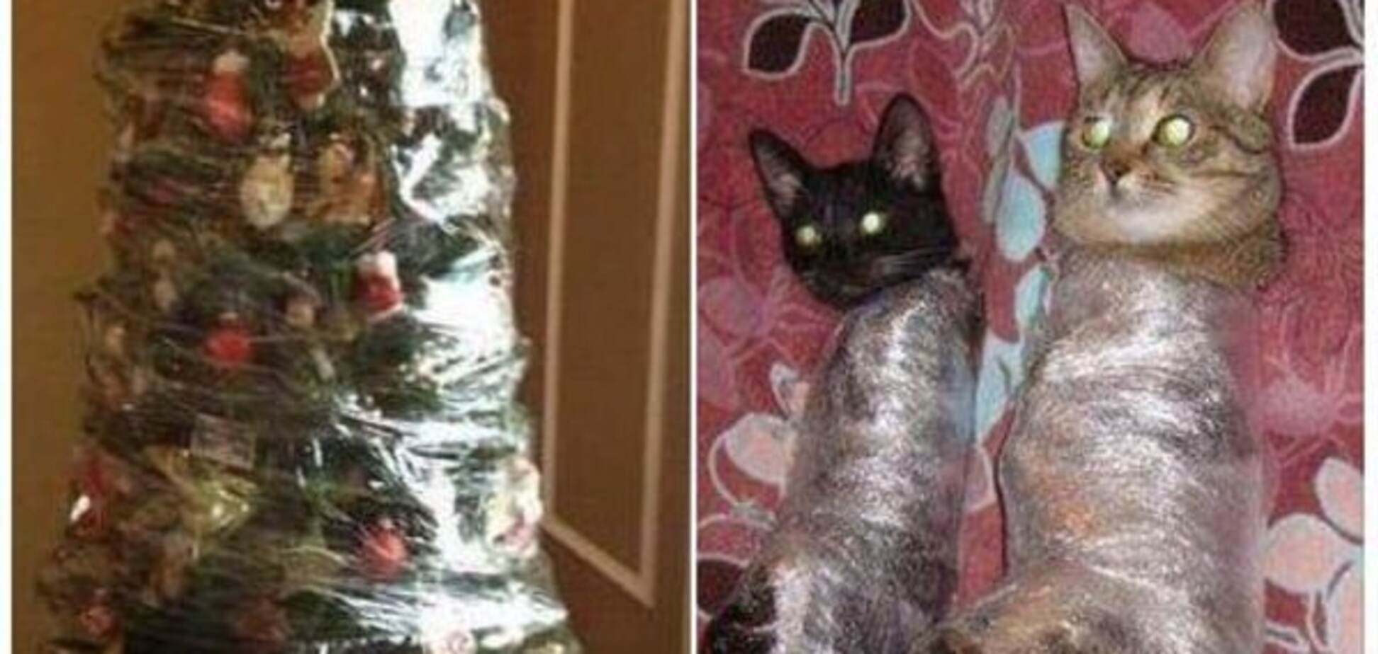 Кот против новогодней елки: сеть 'взорвало' невероятно смешное видео