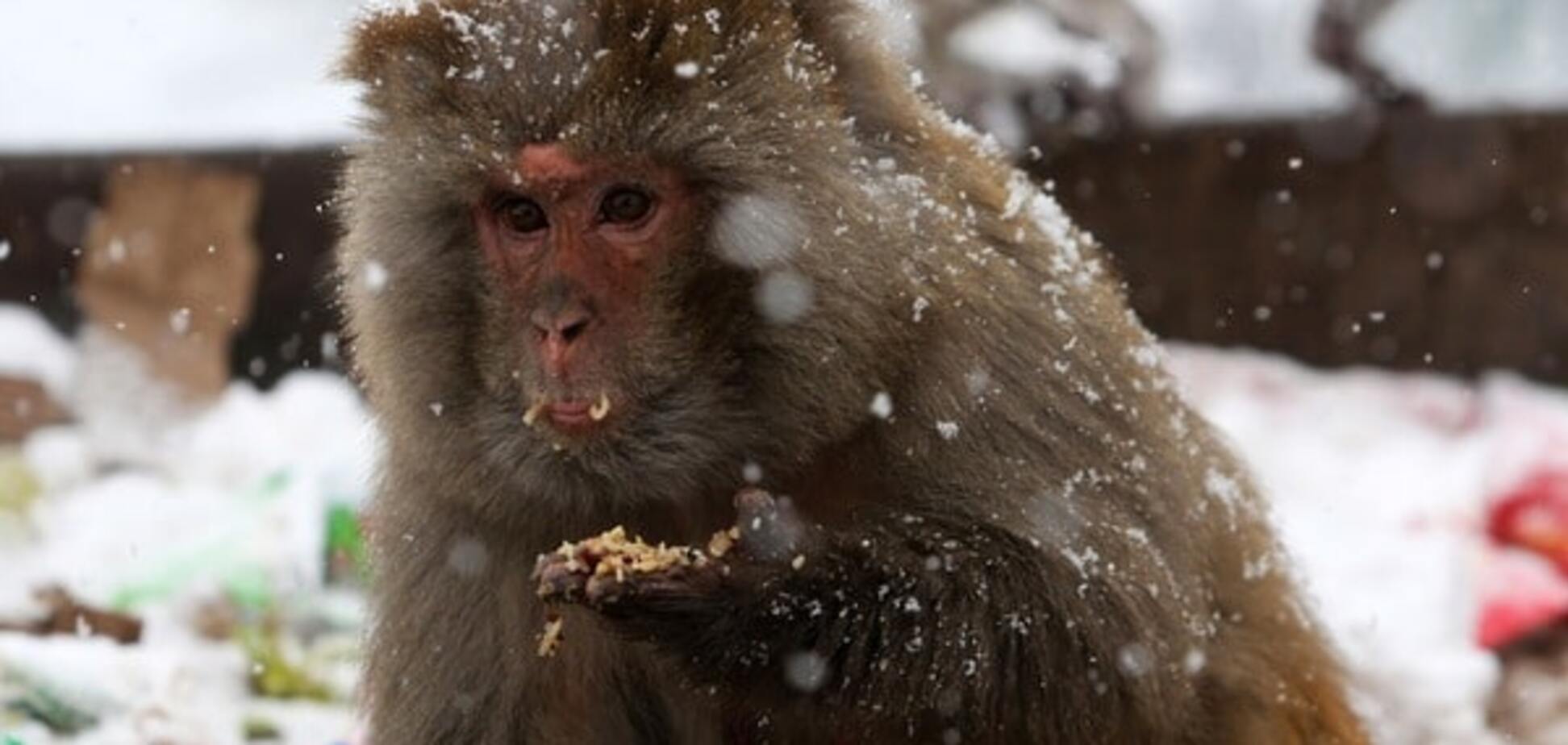 В киевском цирке будут сдавать обезьян на новогодние вечеринки