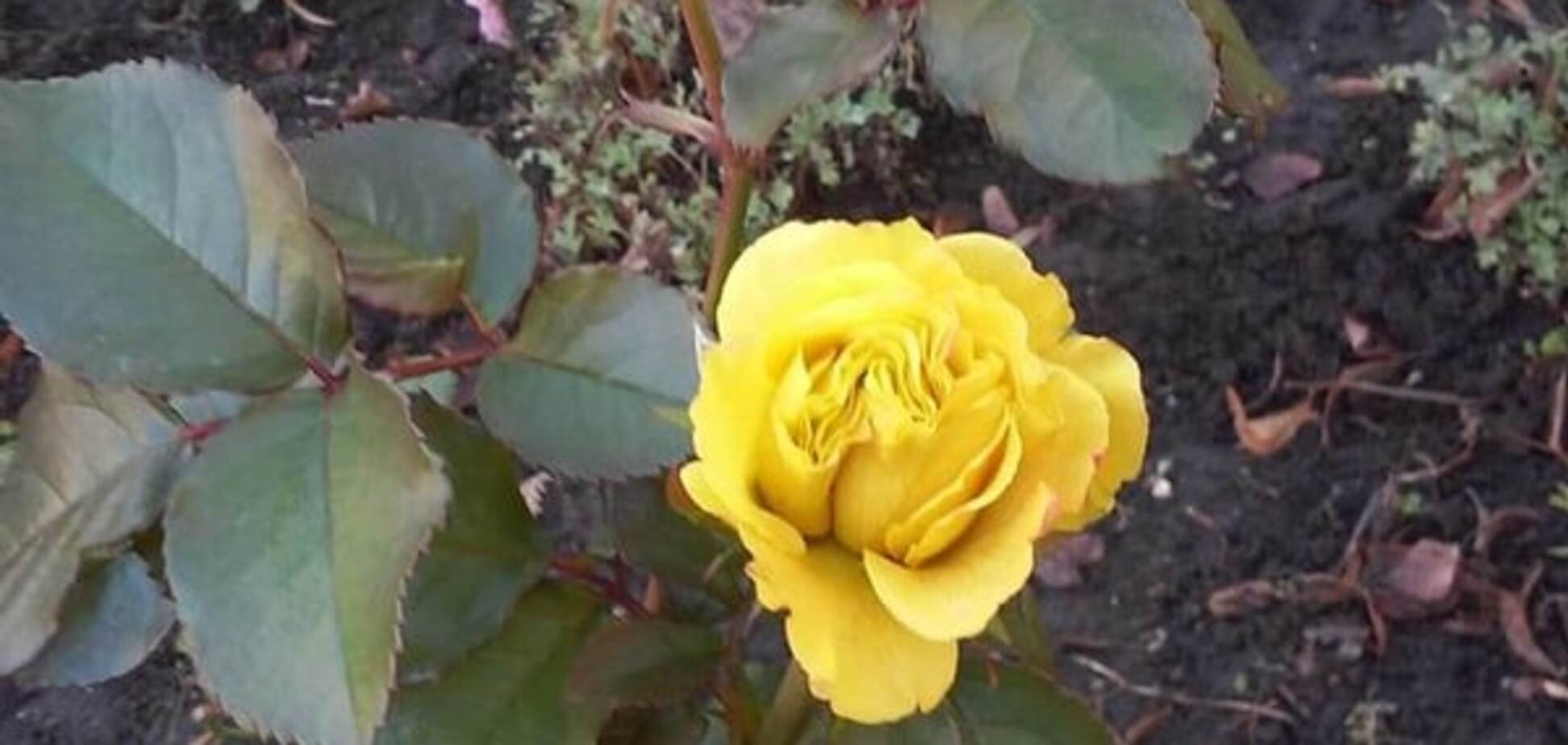 Во Львове на Рождество распустились желтые розы: фотофакт