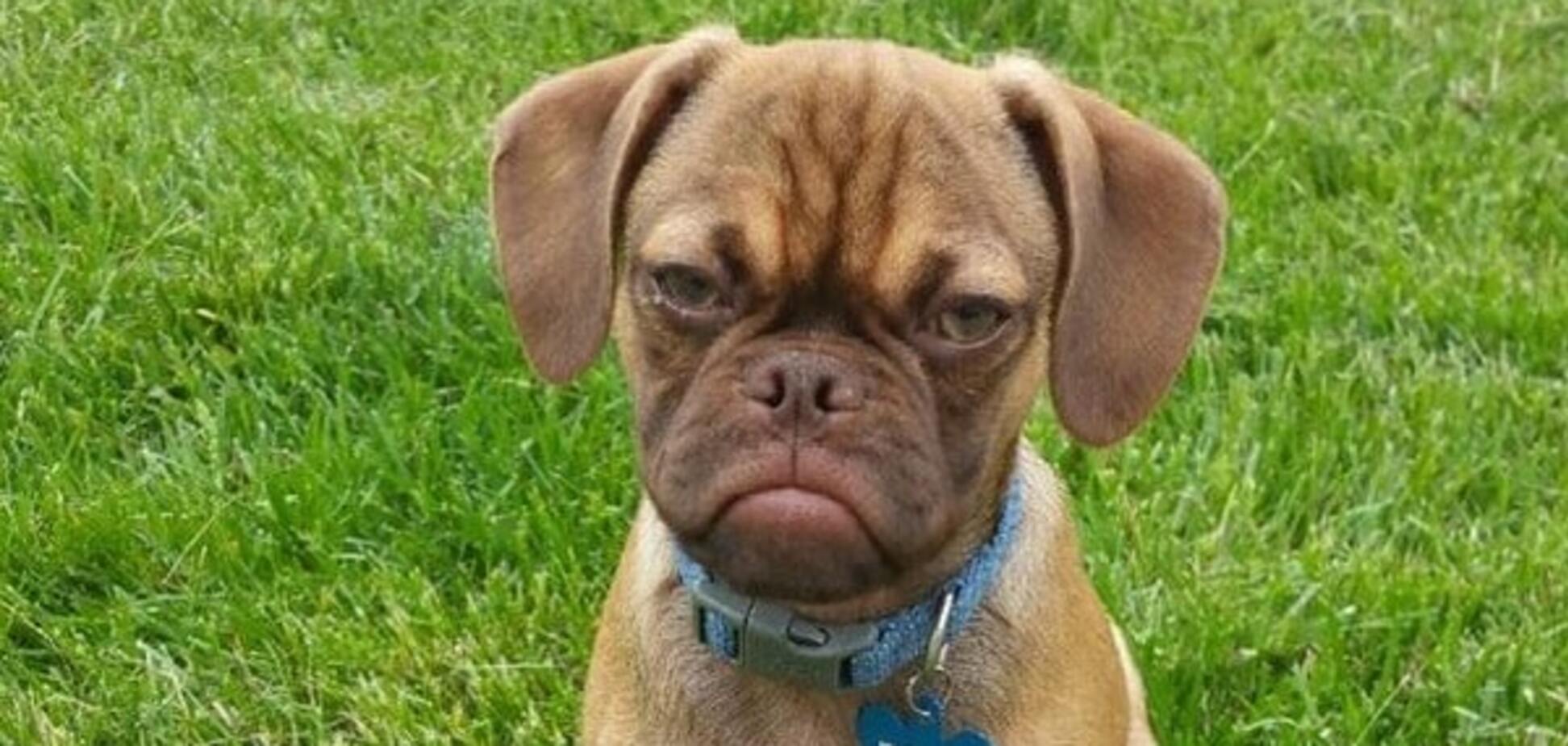 Обрані наймиліші тварини, які підкорили світ у 2015 році