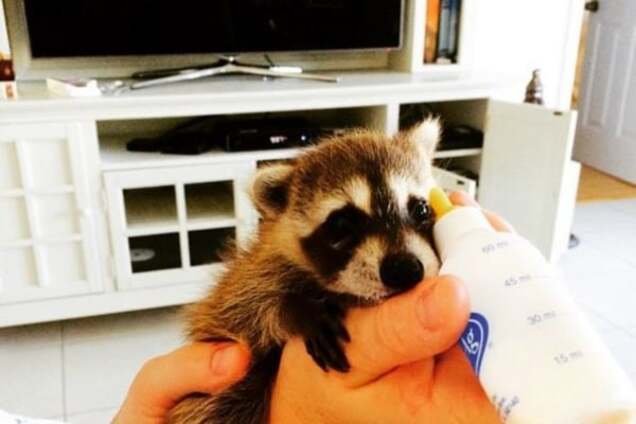 Назван топ-15 самых милых животных ушедшего года