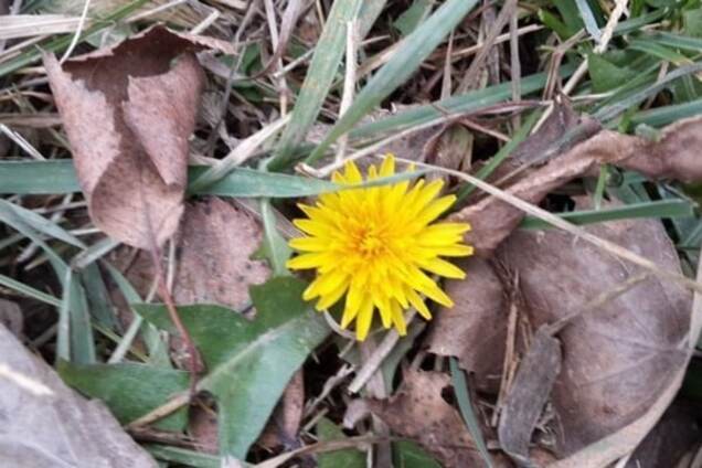 Под Киевом в декабре зацвели одуванчики: фотофакт