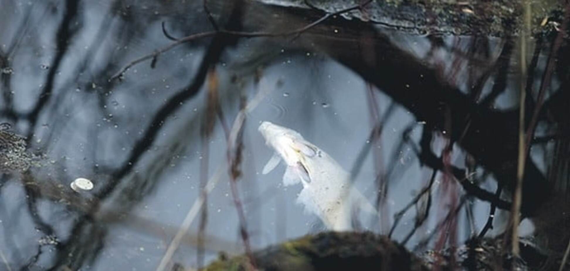 ЭкоЧП в Киеве: в реке внезапно изменилась вода, начался мор рыбы. Фотофакт