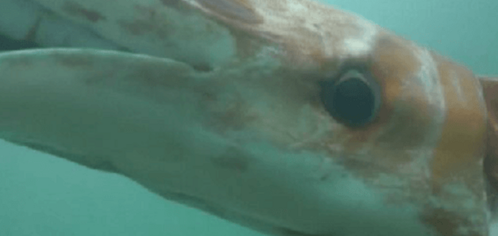 Дайверы обнаружили 4-метровое чудовище в Японском море: шокирующее видео