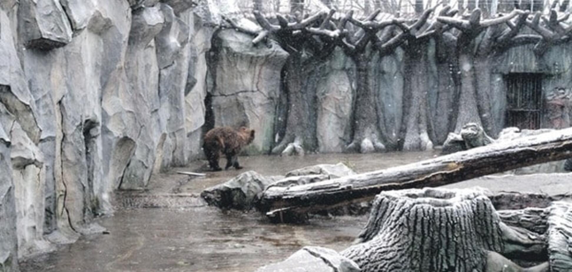У зоопарку Києва не можуть заснути ведмеді