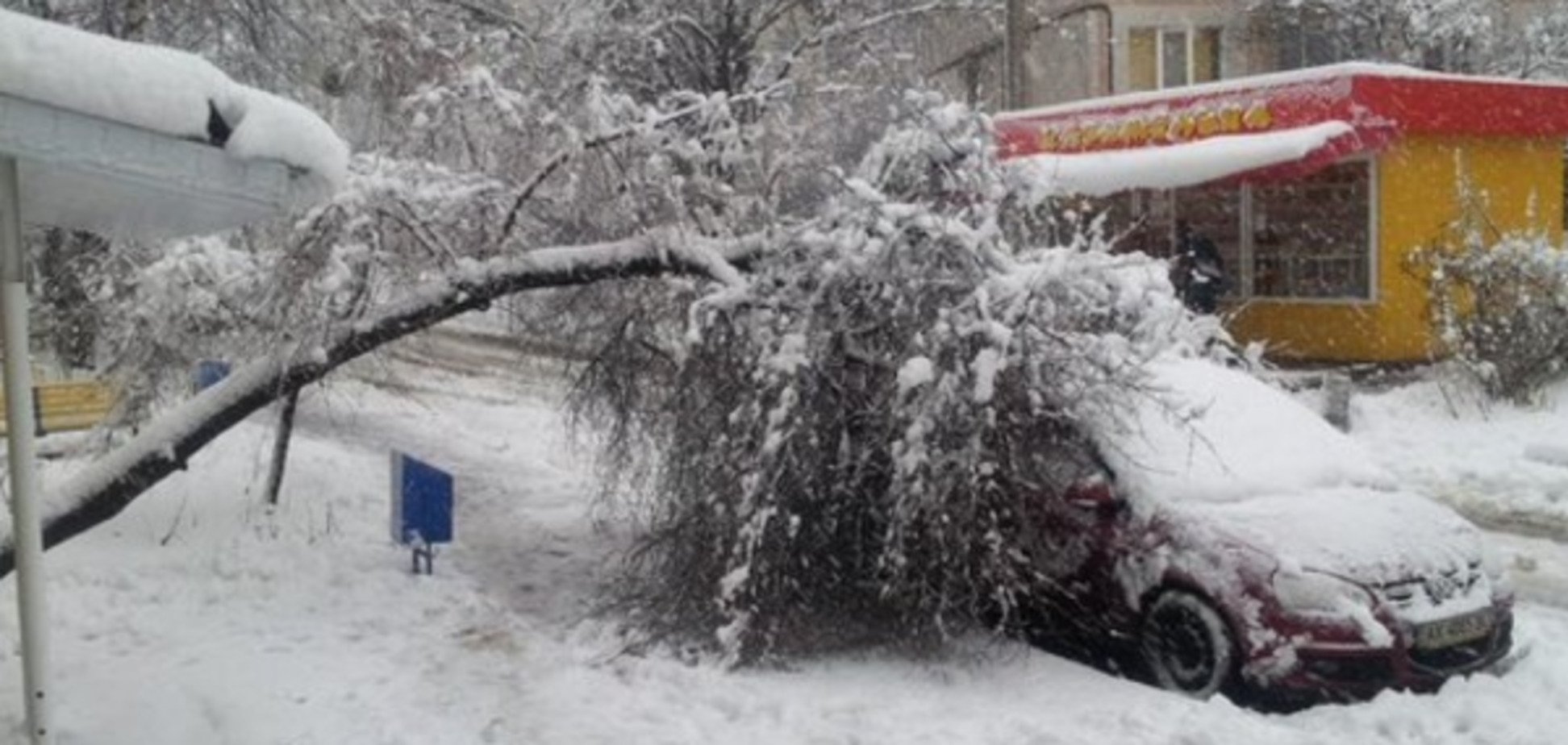 Харьковщину завалило снегом: из-за падения дерева погибла женщина