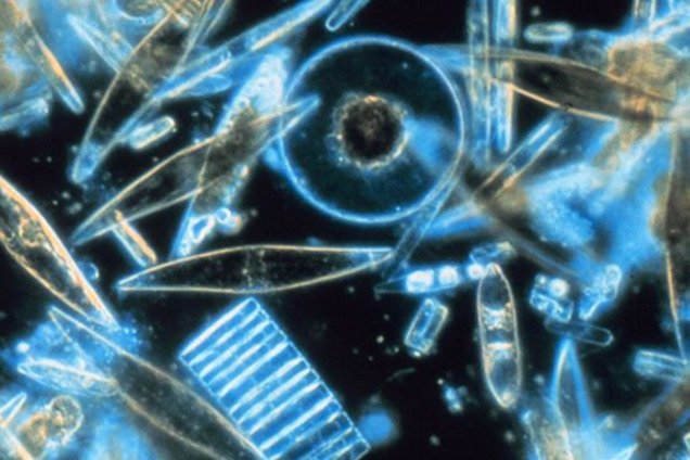 Ученых напугала неизвестная форма жизни, которая появилась на Земле