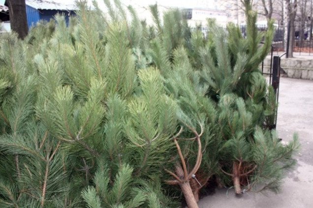 Де в Києві відкриють ялинкові базари: адреси