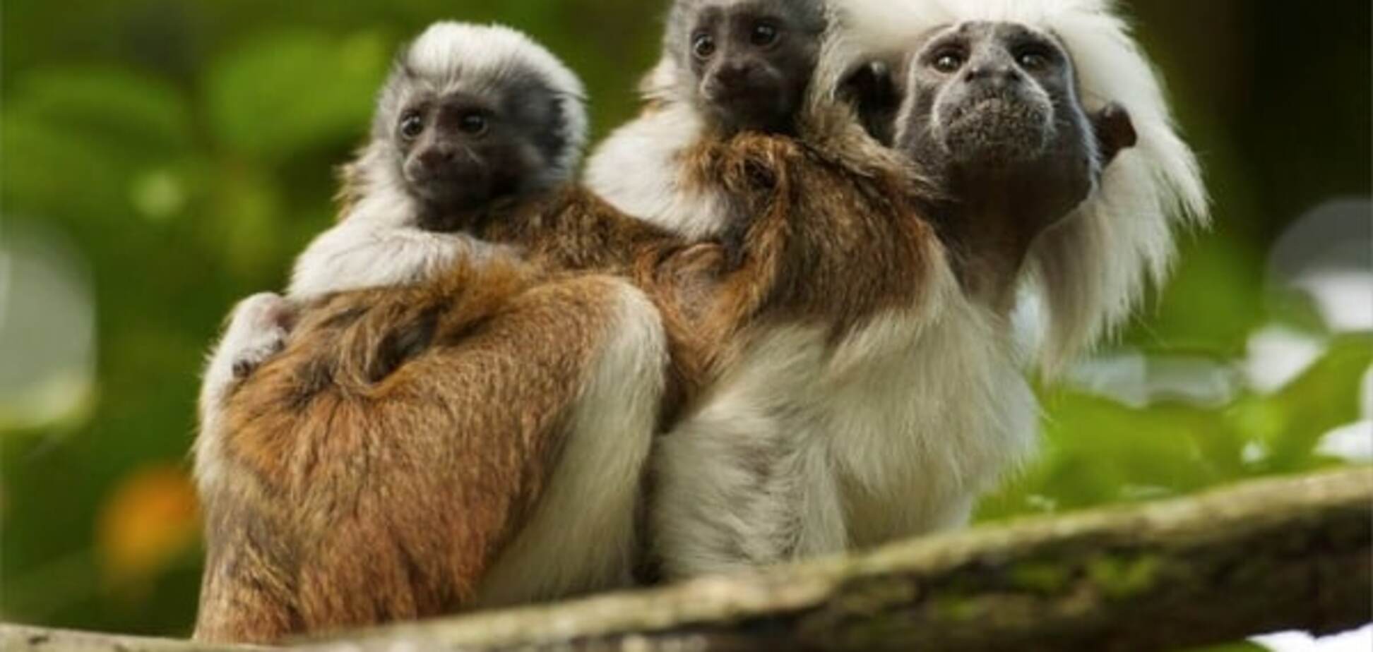 Ученые обнаружили настоящих музыкантов среди животных