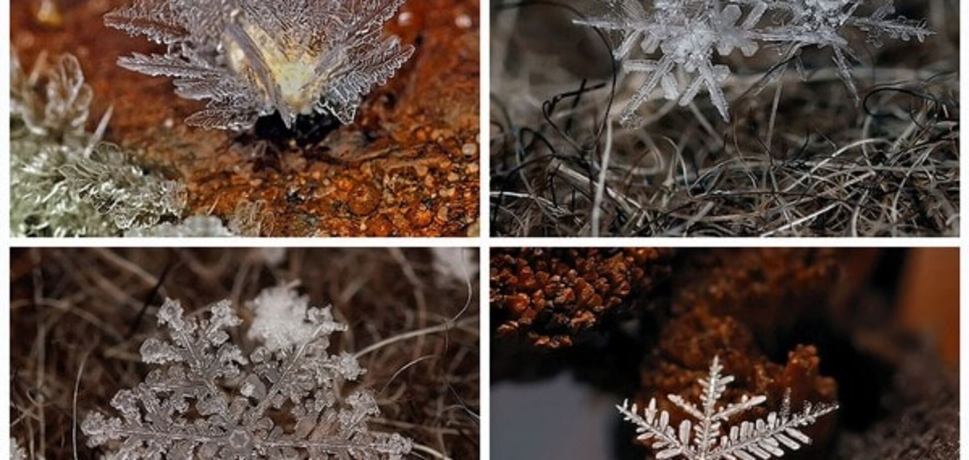 Неповторна краса: казкові макрофотографії сніжинок