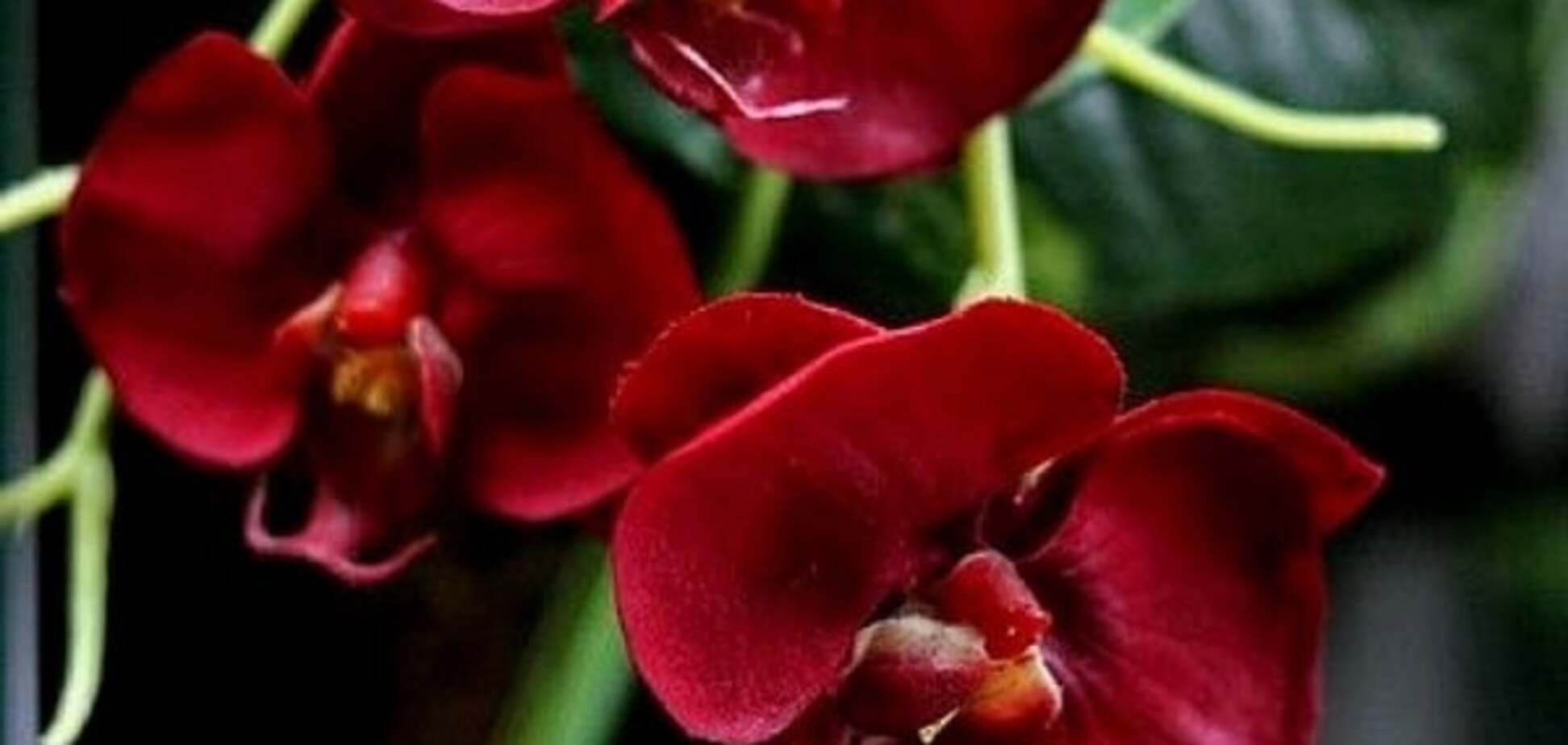 Уход за экзотическими цветами: болезни орхидей и их лечение