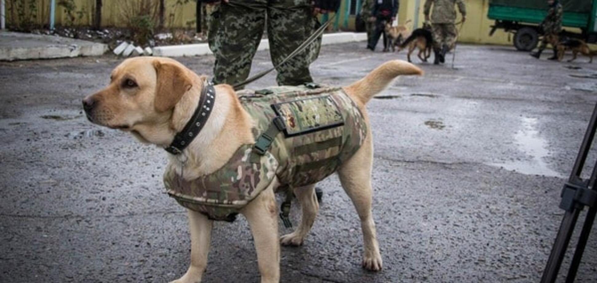 Собак прикордонників одягли в бронежилети: зворушливі фото
